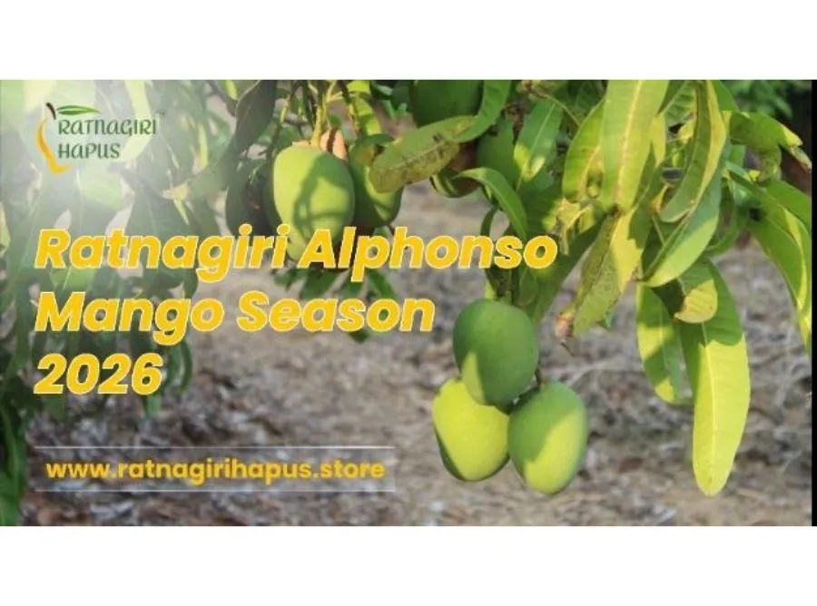 Ratnagiri Alphonso mango, buy Alphonso mango online, Alphonso mango delivery India, farm fresh mango Ratnagiri, Alphonso season 2026